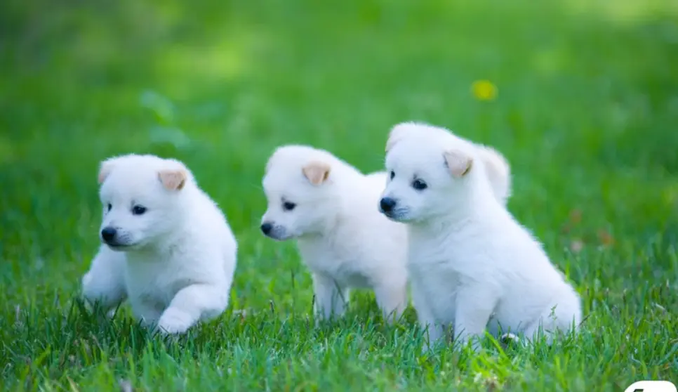 puppy test data