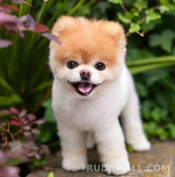 null test 상세 이미지