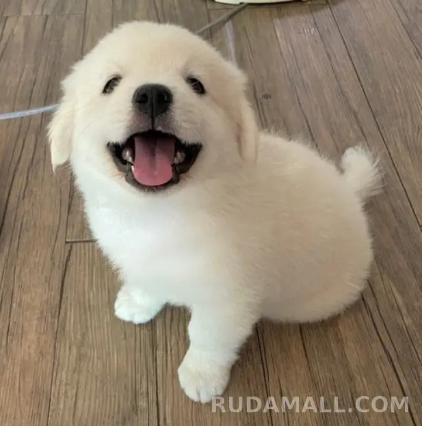 null test 상세 이미지