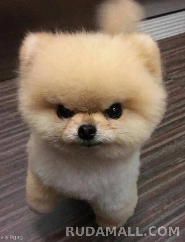 null test 상세 이미지